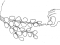 grapes